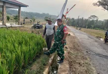 Jaga Produktivitas Padi, Babinsa Kalijati Cek Kesiapan Irigasi dan Ketersedian