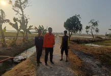Selama Kemarau, BPBD Subang Catat 159 Hektar Lahan Sawah Kekeringan di 2 Kecamatan