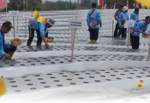 Uji Coba Penanaman Bawang Putih di Desa Cilembu