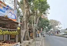 Pembangunan Drainase, Sejumlah Pohon di Jalan Hardjakusumah akan ditangani