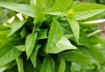 Tanaman Herbal Obat Tradisional untuk Membantu Meredakan Demam