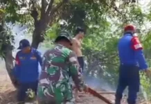 TNI, Damkar dan Warga Jibaku Padamkan Api, Dilahan Kebun Karet PTPN
