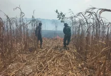 TNI dan Warga Gotong royong Padamkan Api di Kaliangsana Kalijati Subang