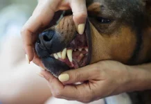 Anjing Menggigit Manusia, Dispangtan Cimahi Jelaskan Prosedur Observasi Rabies