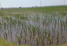 Intrusi Air Laut, 100 Hektar Lahan Sawah, Petani Legonkulon Terancam Gagal Panen