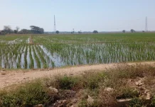 Gagal Panen Mengancam, Petani Legonkulon Subang Minta Solusi Pemerintah