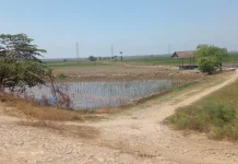 Tagana, Intrusi Air Laut, Penyebabnya Tanggul Jebol akibat Banjir Februari Lalu