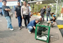 Polres Serahkan Lutung Jawa ke BKSDA