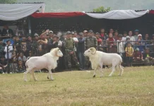 Seni Ketangkasan Domba, Pemkab Dukung Pelestarian Budaya