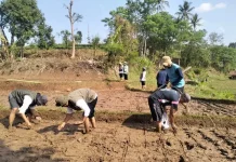 UPTD PKP Jatinangor Terapkan Tabela, Dorong Efisiensi Budidaya Padi