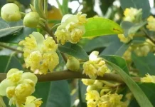 Pohon Langka di Jawa Barat, Kekayaan Alam yang Perlu Dijaga