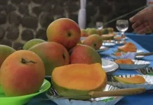 Kisah Mangga Gedong Gincu Sumedang, Berawal dari Buah yang Tak Laku Dijual