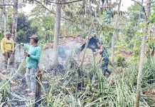 Kebakaran Hanguskan 10 Ribu Pohon Nanas di Subang, akibat Kemarau Panjang