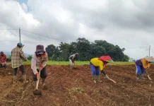 Desa Cimungkal Pertahankan Budaya Tani, Dorong Generasi Muda Kuasai Pertanian