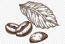 Perbedaan antara Kopi Arabika dan Robusta