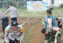 Dukung Ketahanan Pangan, Polsek Jalancagak Tanam Jagung Hibrida di Ciater