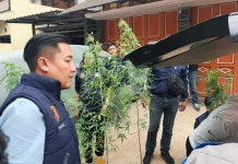 Polisi Ringkus ASN Kementerian PU di Bandung yang Tanam 36 Pohon Ganja di Rumah