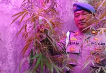 Polisi Dalami Asal Bibit Ganja yang Dibudidayakan ASN Kementerian PU di Bandung
