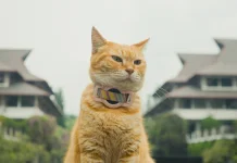 Film Kucing Kampus ITB Garapan LFM Raih Penghargaan di Festival Internasional