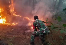 Satu Hektar Hutan Pinus di Cijambe Subang, Milik Perhutani Hangus