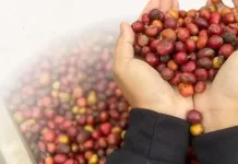 Sejarah Singkat Kopi Java Buana Ciremai