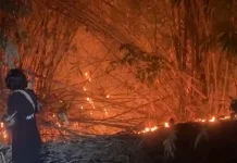 Sehari Enam Titik Terbakar, Subang Darurat Karhutla dan Kebakaran Rumah