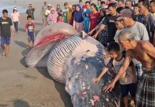 Paus Terdampar di Kawasan Agrabinta