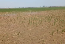 Ribuan Hektar Sawah di Subang Kekeringan, 144 Desa Terdampak