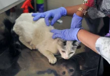 Kendalikan Populasi, DKPP Bandung Sterilisasi 1.000 Kucing Liar Sepanjang 2026