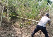 Niat Cari Sarang Lebah Madu, Hendri Malah Menemukan Tengkorak dan Tulang Manusia