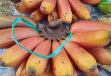 Mitos dan Khasiatnya Pisang Merah