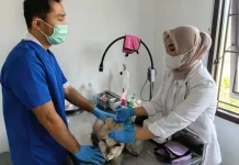 Kadisnakan KBB Ingatkan Bahaya Rabies, Jangan Tunggu Digigit Baru Vaksin