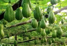 Petani Milenial Cibubut Tanam Labu Siam Beromzet Jutaan Rupiah