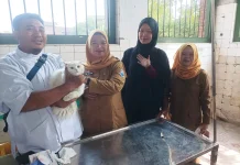 Hari Rabies Sedunia 2026, Cimahi Gratiskan Kebiri 50 Kucing Jantan