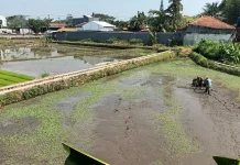 Kemarau, Petani di Kota Tasikmalaya Mundurkan Masa Tanam