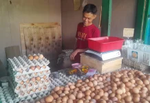 Harga Telur Turun Pengaruhi Daya Beli Masyarakat