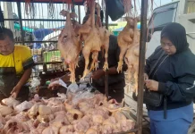 Pasok MBG Jualan Daging Ayam Boiler hingga Dua Ton Perhari