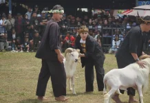Peleatarian Domba Garut, Bupati : Dorong Pertumbuhan Ekonomi
