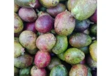 Manfaat Buah Matoa untuk Kesehatan Tubuh
