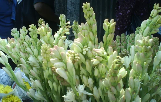 Sedap Malam, Bunga Primadona saat Lebaran