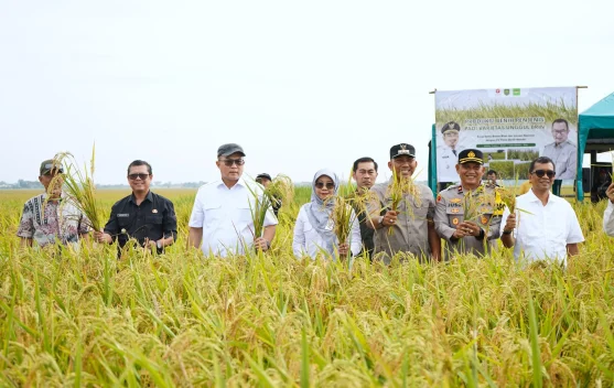 BRIN Panen Perdana, Hasil Riset Empat Benih Varietas Padi Unggul
