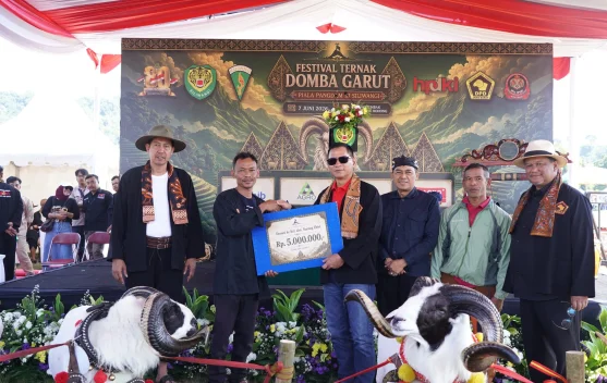 Pelestarian Domba Garut lewat Festival Ternak Piala Pangdam Siliwangi