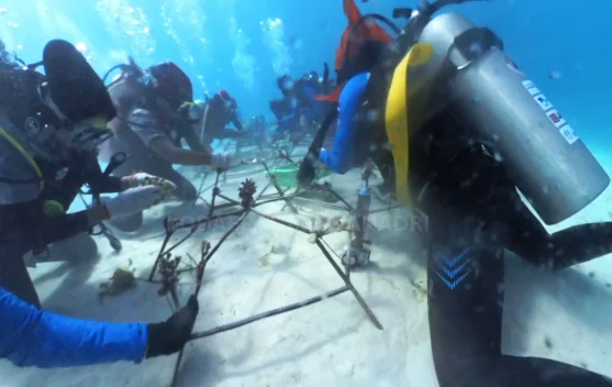 Peringati Hari Laut Sedunia, Ekspedisi Rediscover Buru Tanam 2.500 Karang di Maluku