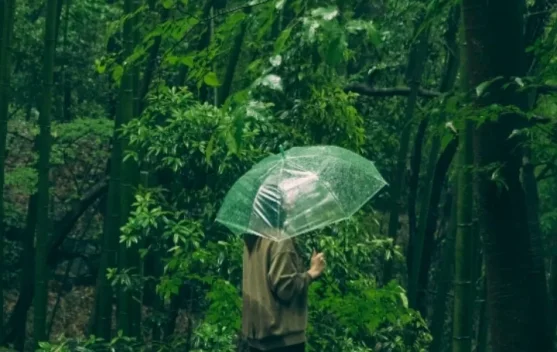 Hutan,Menjaga Paru paru dan Keanekaragaman Hayati Bumi