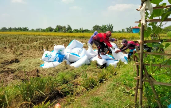 El Nino, Petani Binong Subang Khawatir Gagal Panen