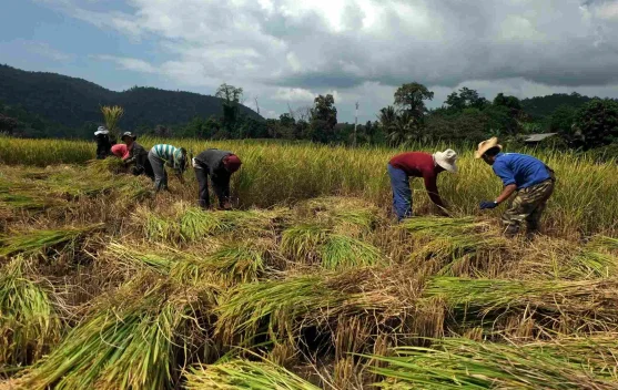 El Nino 2026 Diprediksi Buat Curah Hujan di Bawah Normal, Ini Penjelasan BMKG - RRI.co.id