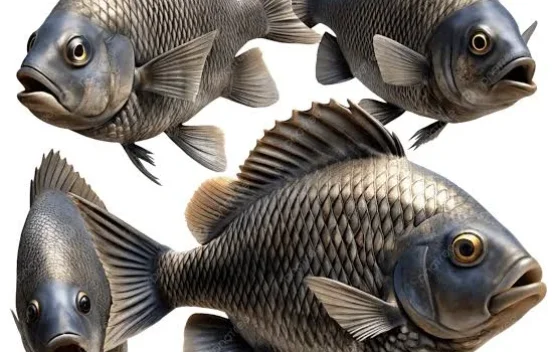 Manfaat Mengonsumsi Ikan Nila untuk Kesehatan Tubuh - RRI.co.id