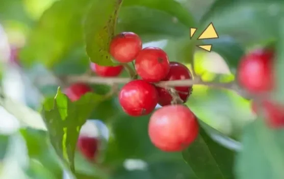 Lobi-Lobi,Buah Langka Banyak Manfaat