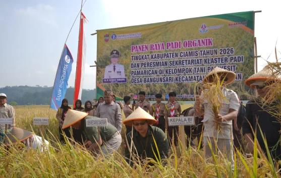 Perkuat Swasembada Pangan, Pemkab Ciamis dan BI Tasikmalaya Panen Padi Organik