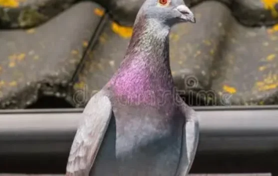 Merawat Merpati Balap, Kunci Kesehatan dan Prestasi Burung Kompetisi